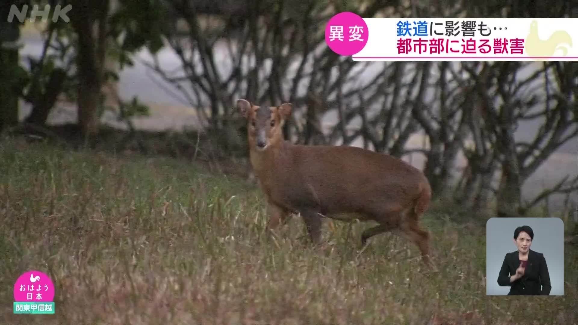 일본, 도심지역 ‘네눈사슴’ 출몰 피해 심각