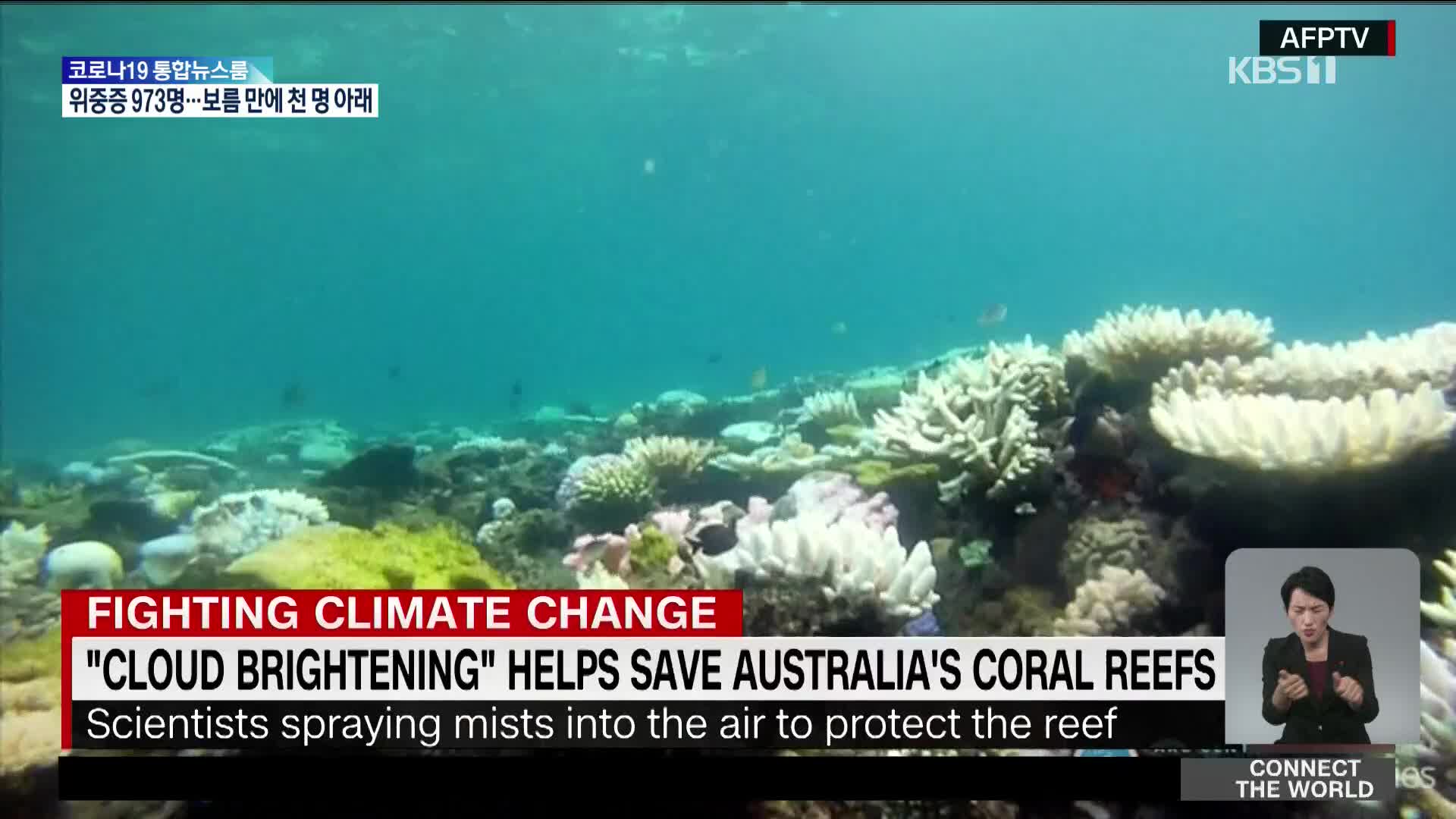 호주 과학자들, ‘산호 보호’ 신기술 개발