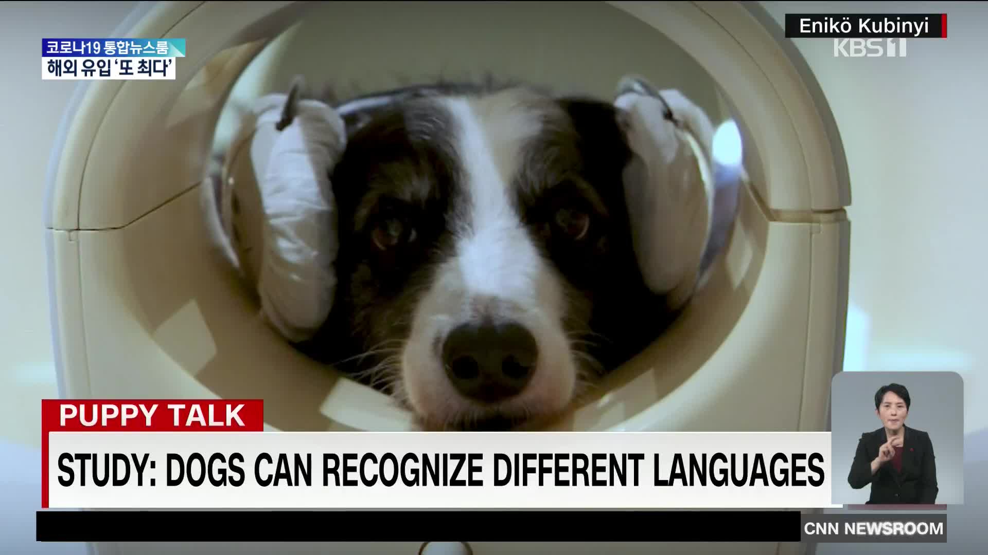개는 인간 언어 차이를 인식할까?
