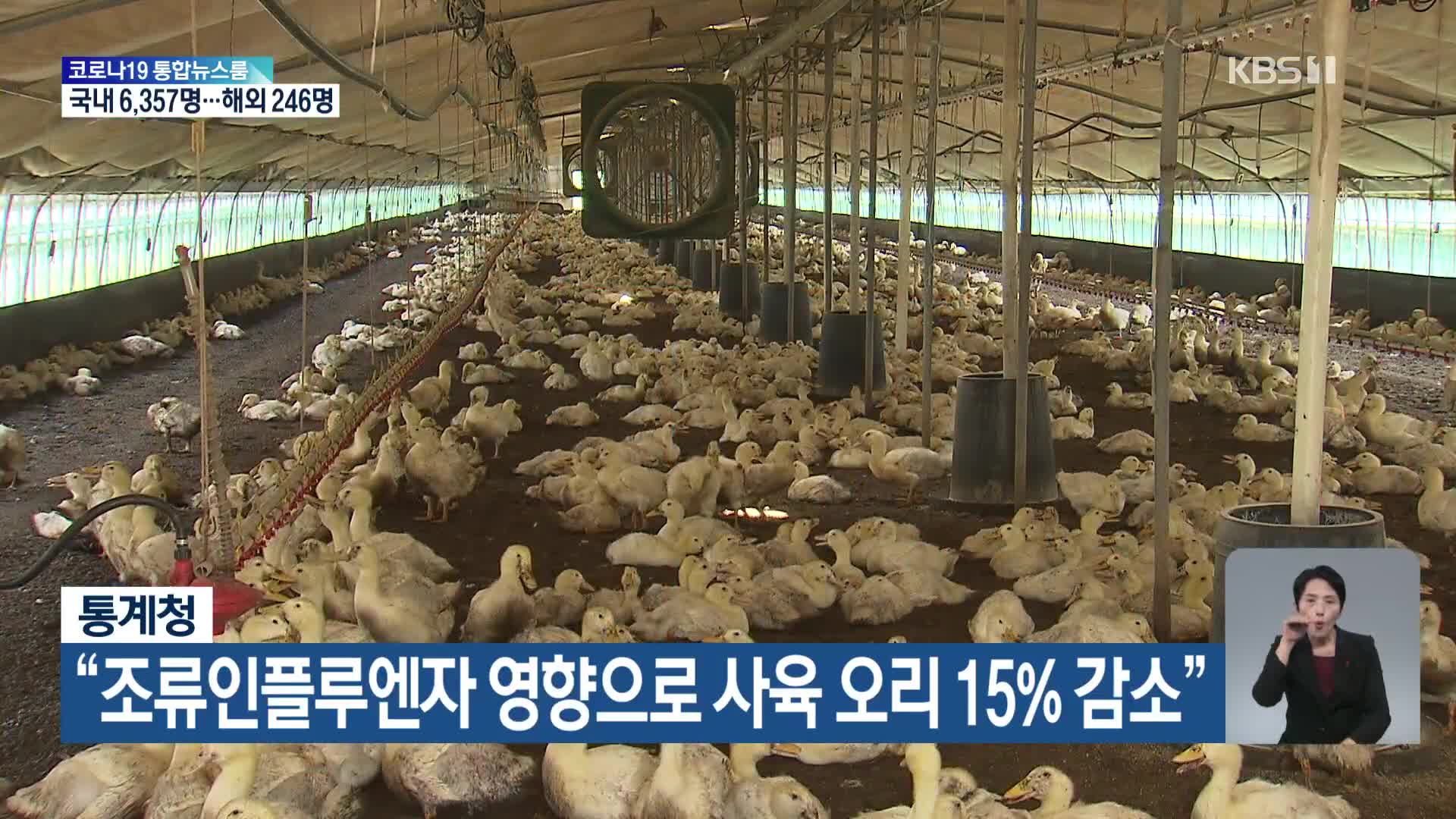 통계청 “조류인플루엔자 영향으로 사육 오리 15% 감소”