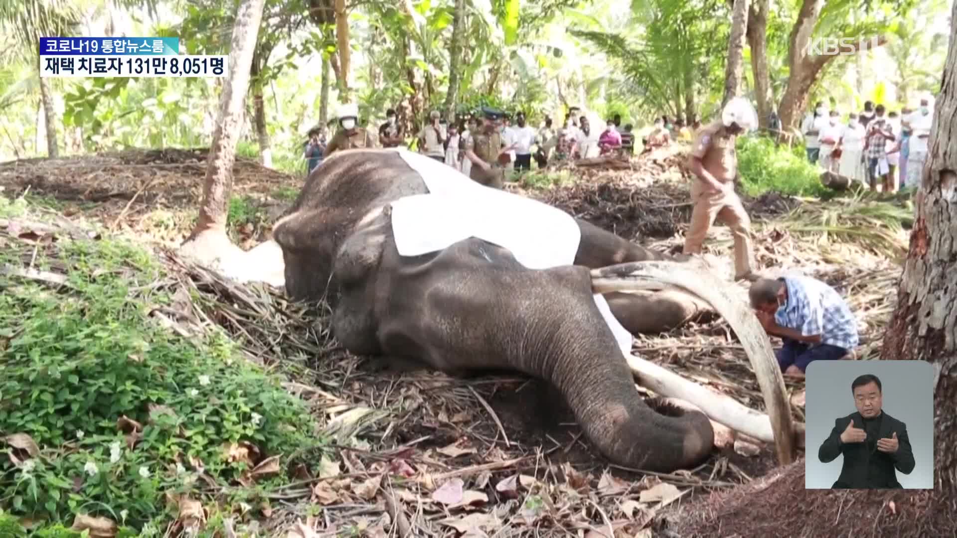 스리랑카, ‘신성한 코끼리’ 68살로 죽자 애도 물결