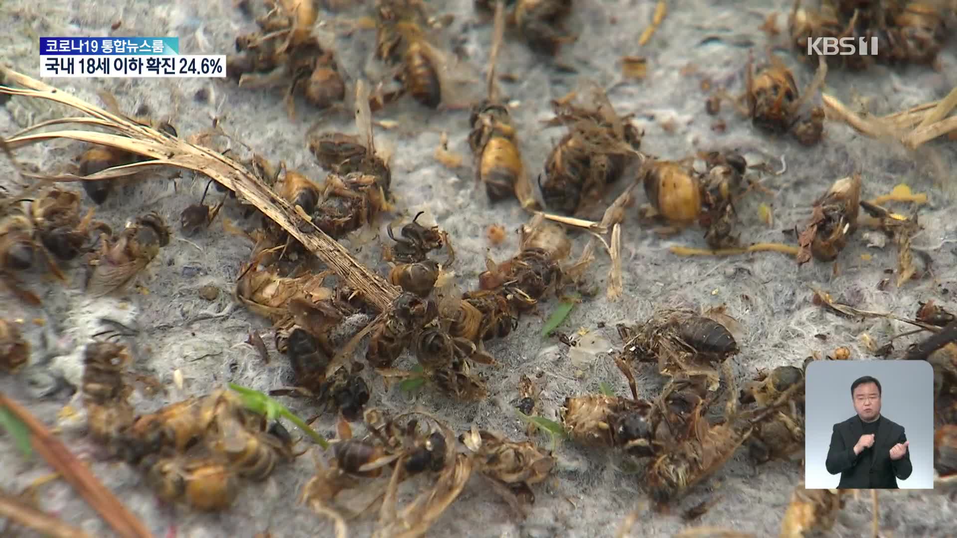 제주 ‘꿀벌 실종’ 사태…원인은 해충과 이상 기후