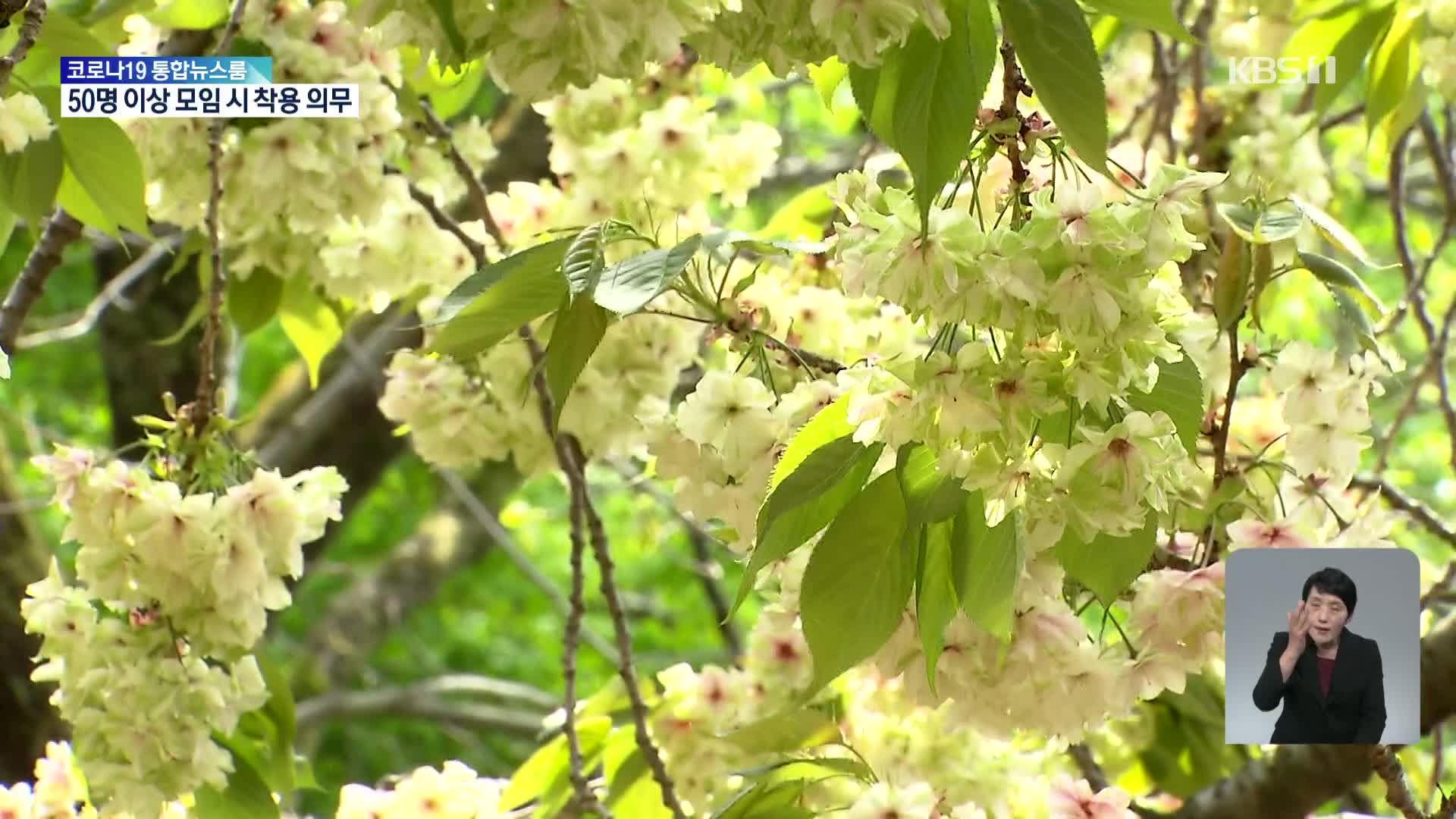 국내 유일 청벚꽃 활짝…후계목들도 첫 개화