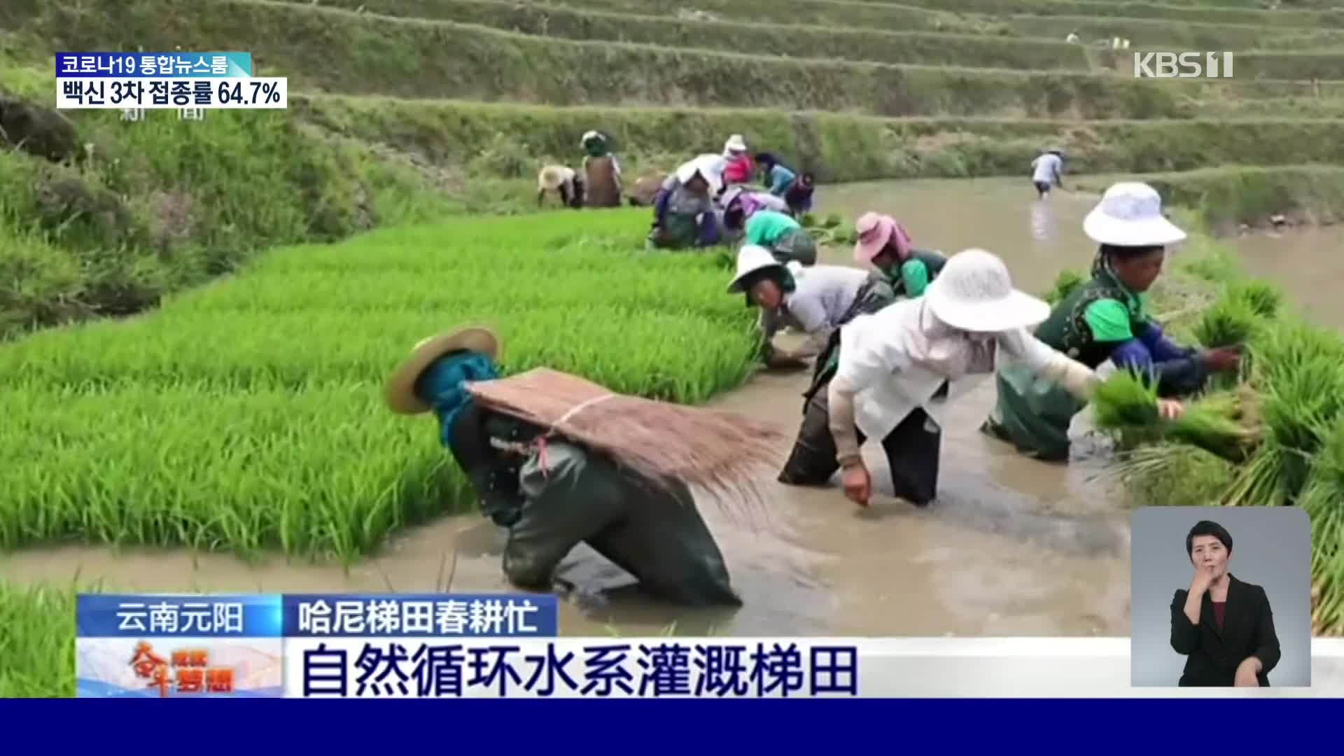 중국, 윈난성 하니족 계단식 논의 모내기 행사