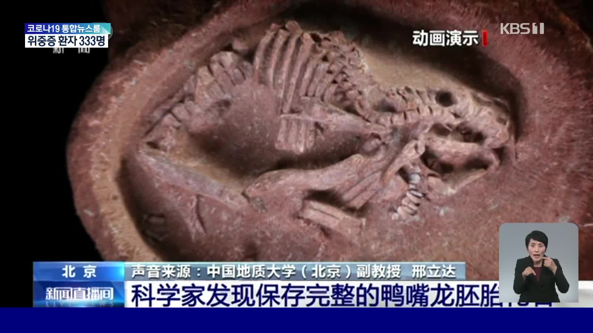 중국, 완벽히 보존된 공룡 태아 화석 발견