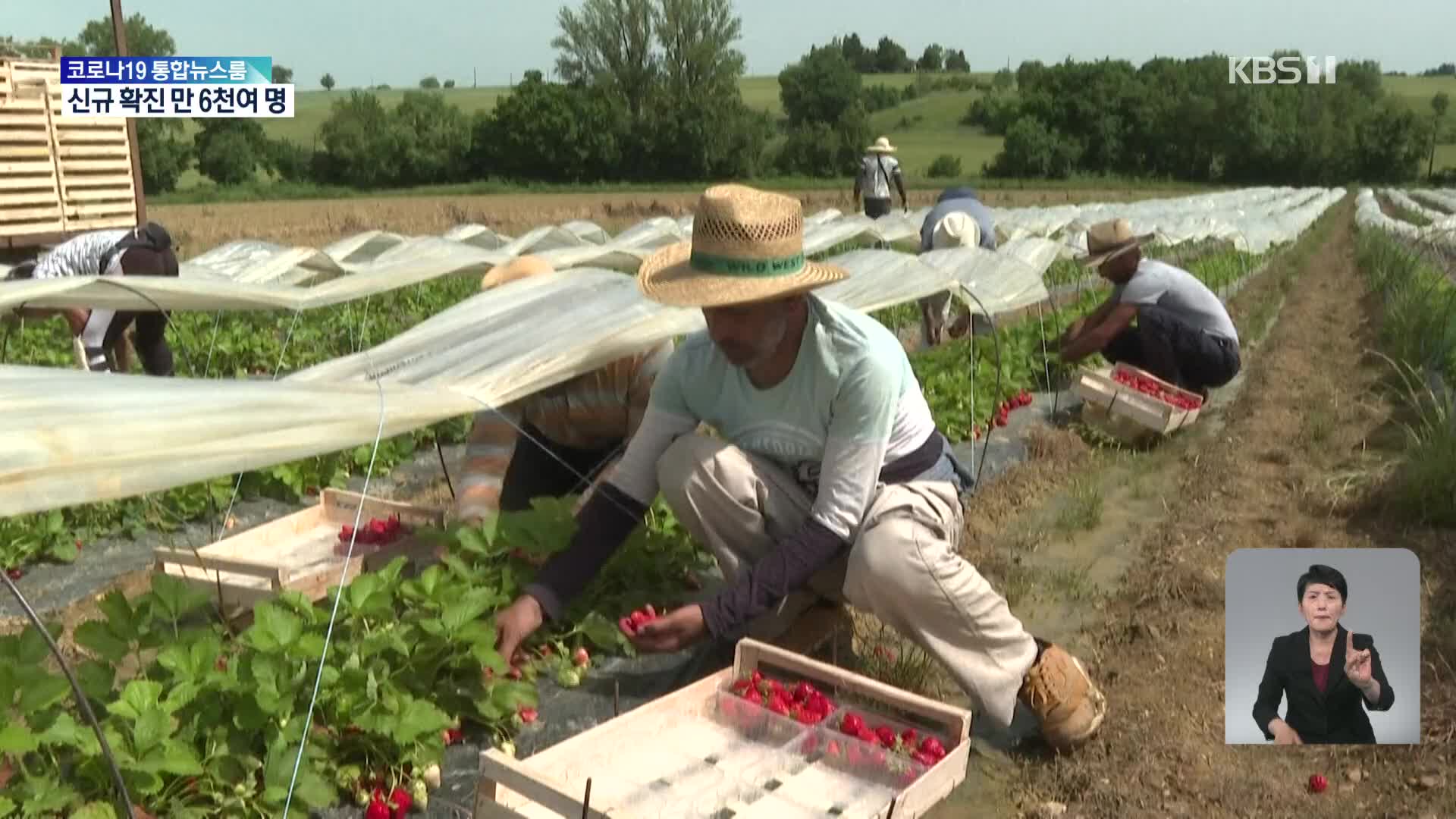 프랑스 남서부, 무더위로 딸기 농가 비상