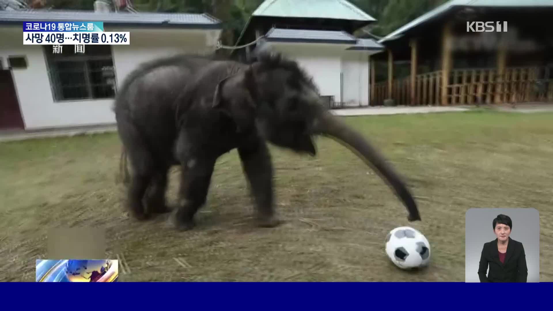 중국, 부상에서 회복한 야생 코끼리의 축구 경기