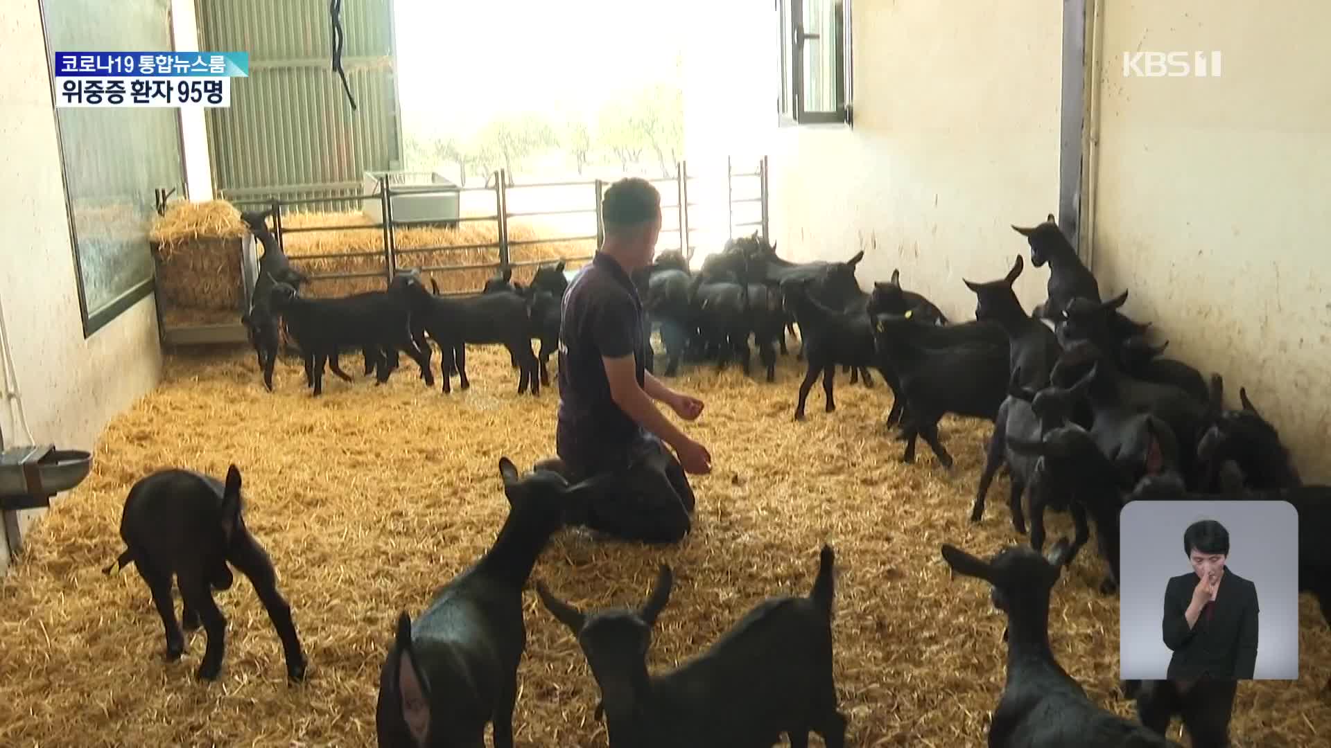 스페인, 양치기 육성 학교 인기