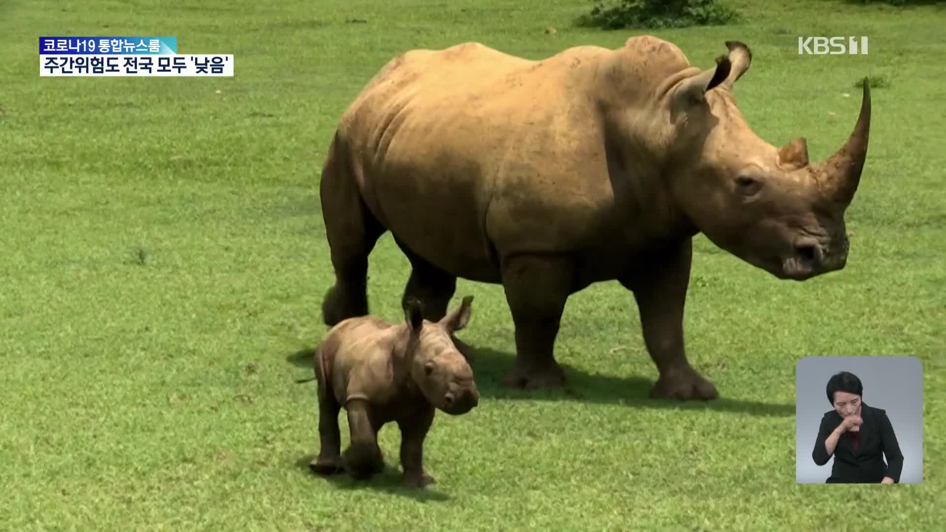 쿠바, 동물원에서 귀한 흰 코뿔소 탄생
