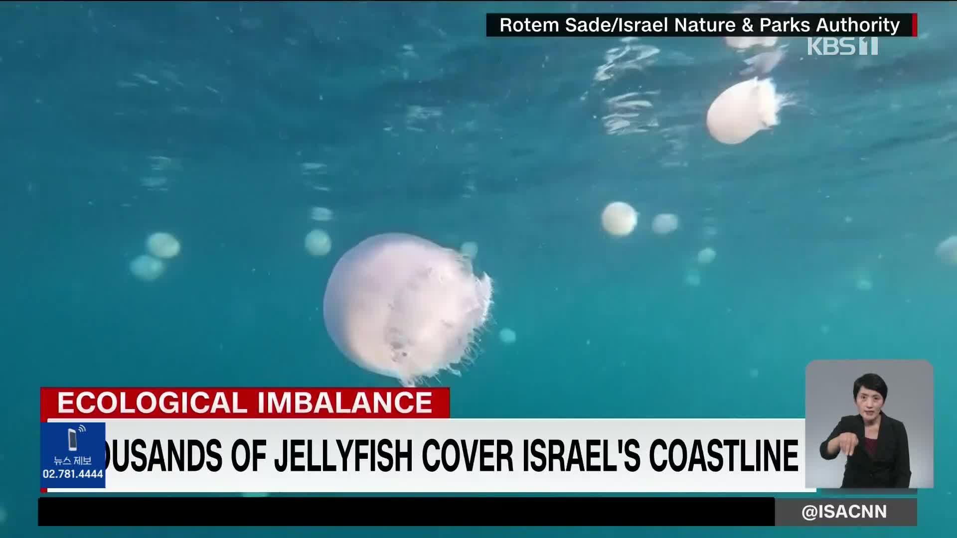 이스라엘 해변에 해파리 떼 증가