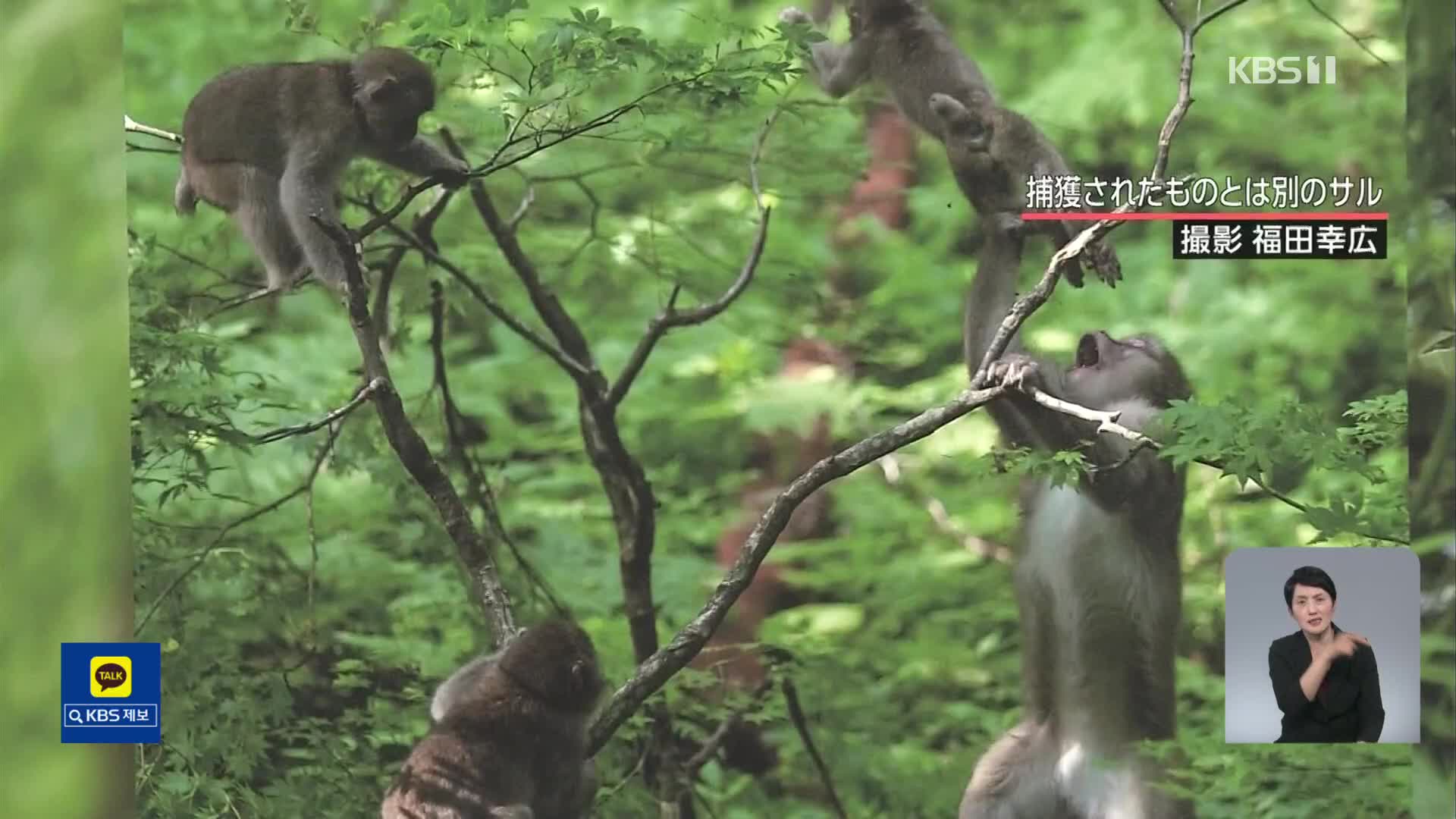 일본, 돌고래와 원숭이 습격 피해 잇따라