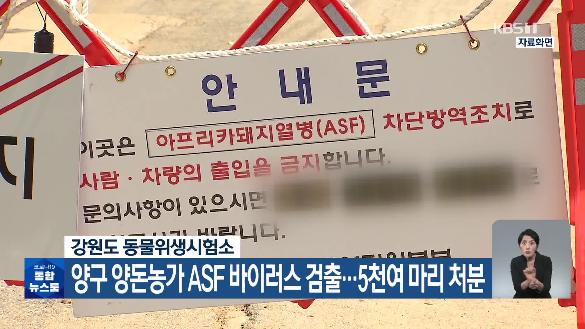 양구 양돈농가 ASF 바이러스 검출…5천여 마리 처분