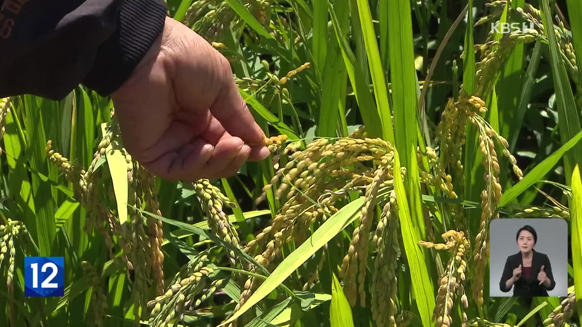 국토 최북단의 첫 가을걷이…“안타까운 농심”