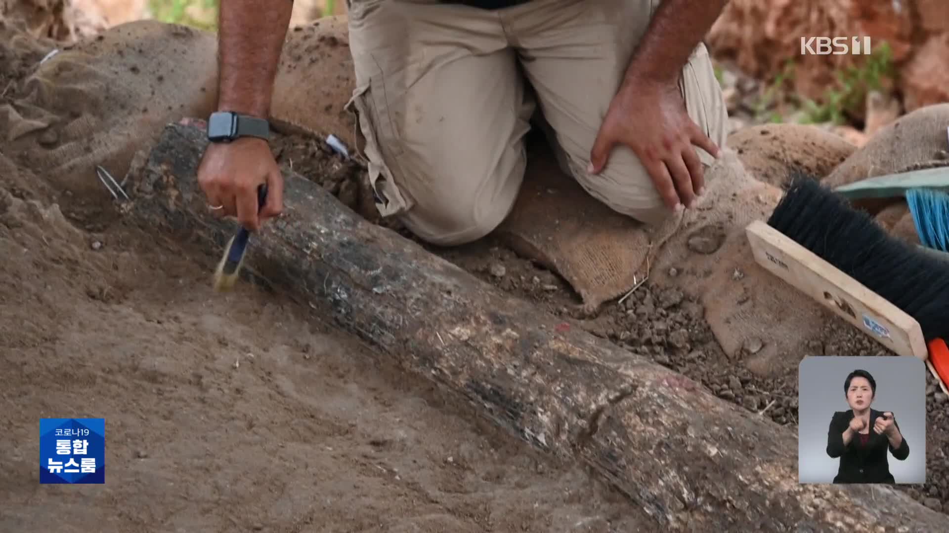 이스라엘, 50만 년 된 거대 코끼리 상아 발견