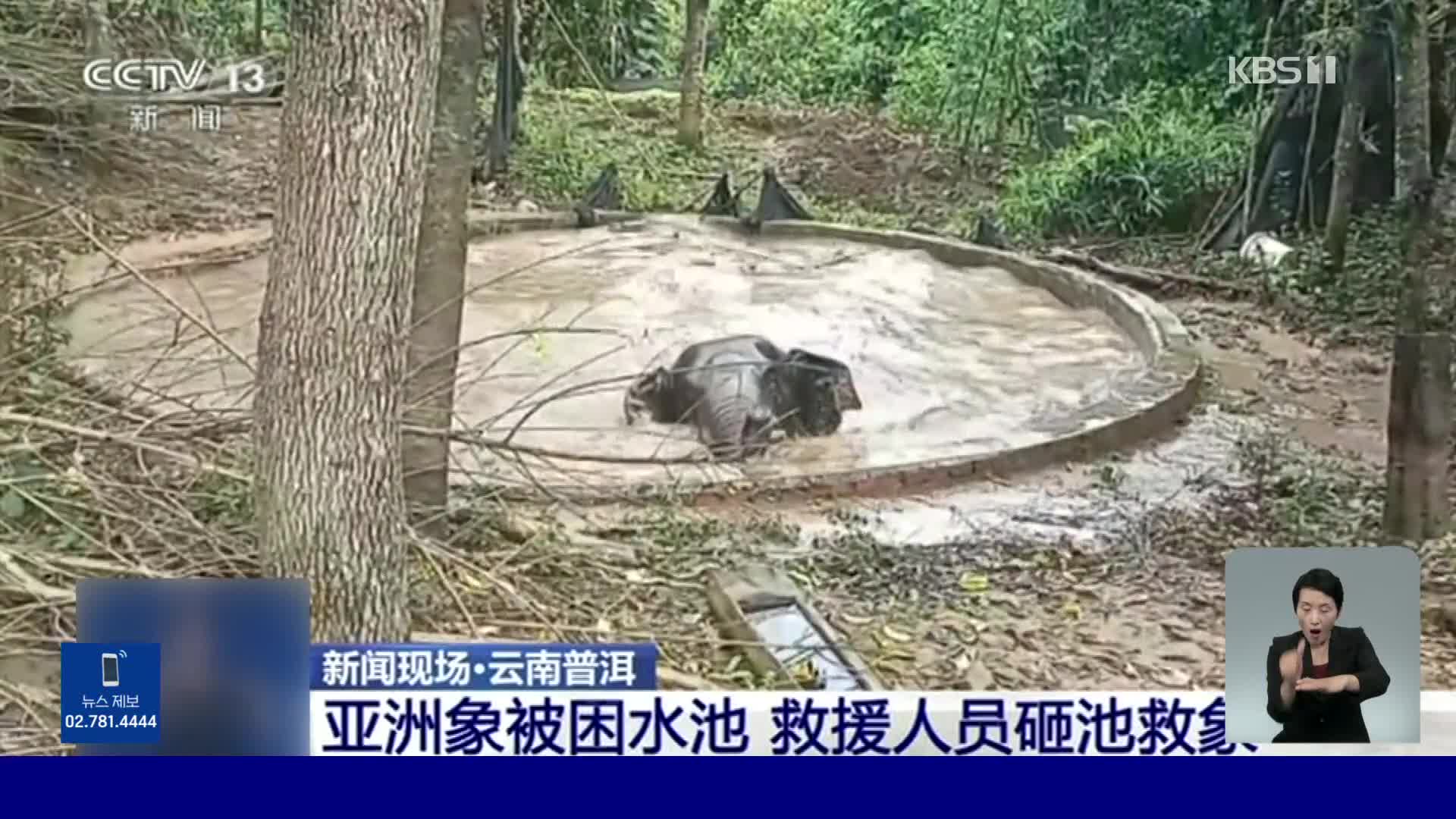 중국, 수심 2.6미터 저수지에 빠진 코끼리 구조 소동