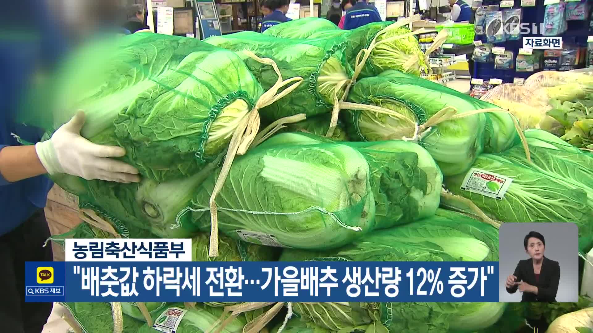 농림축산식품부 “배춧값 하락세 전환…가을배추 생산량 12% 증가”