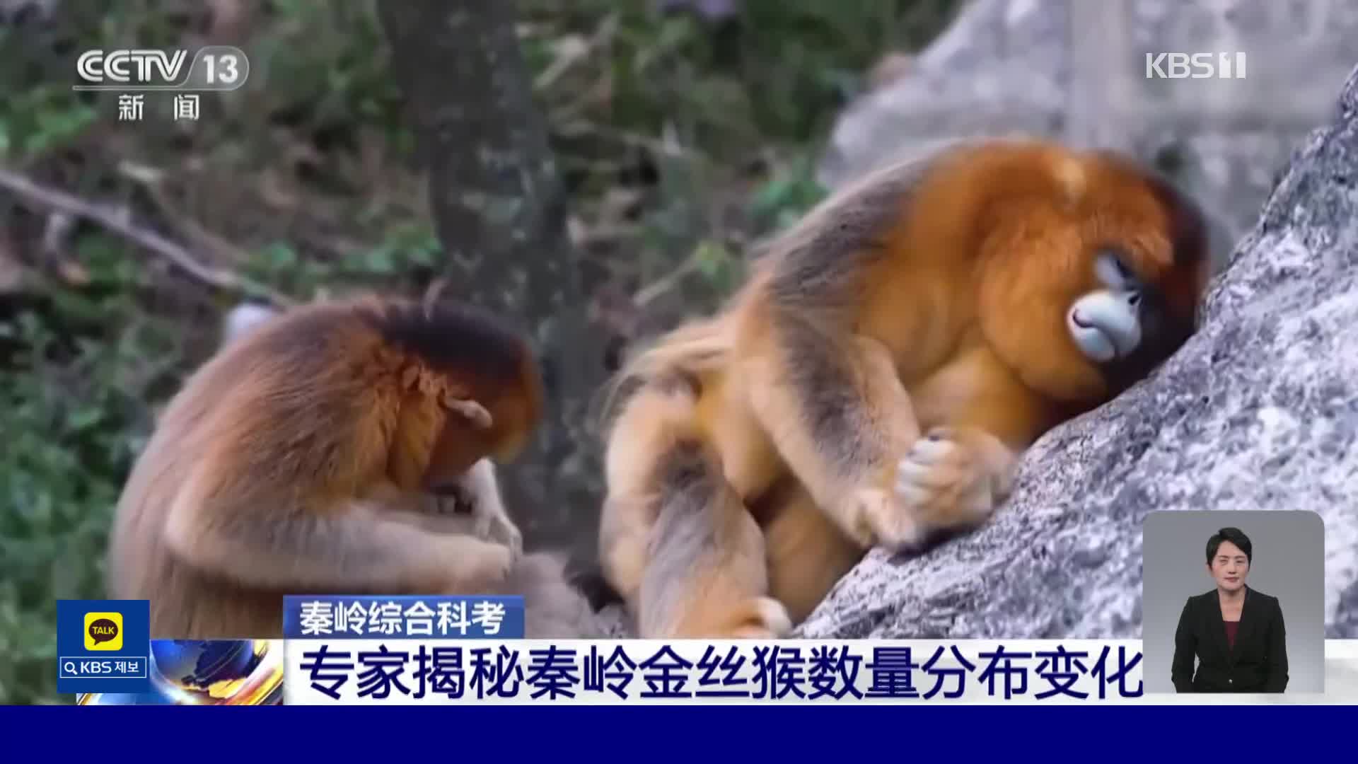 중국, ‘손오공’의 모델 황금들창코원숭이 멸종 위기 모면