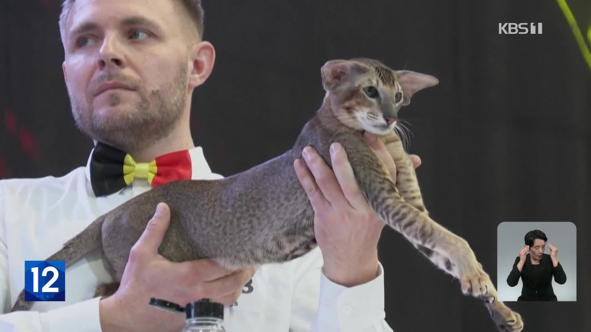 벨기에, 세계에서 가장 예쁜 고양이 선발대회 열려