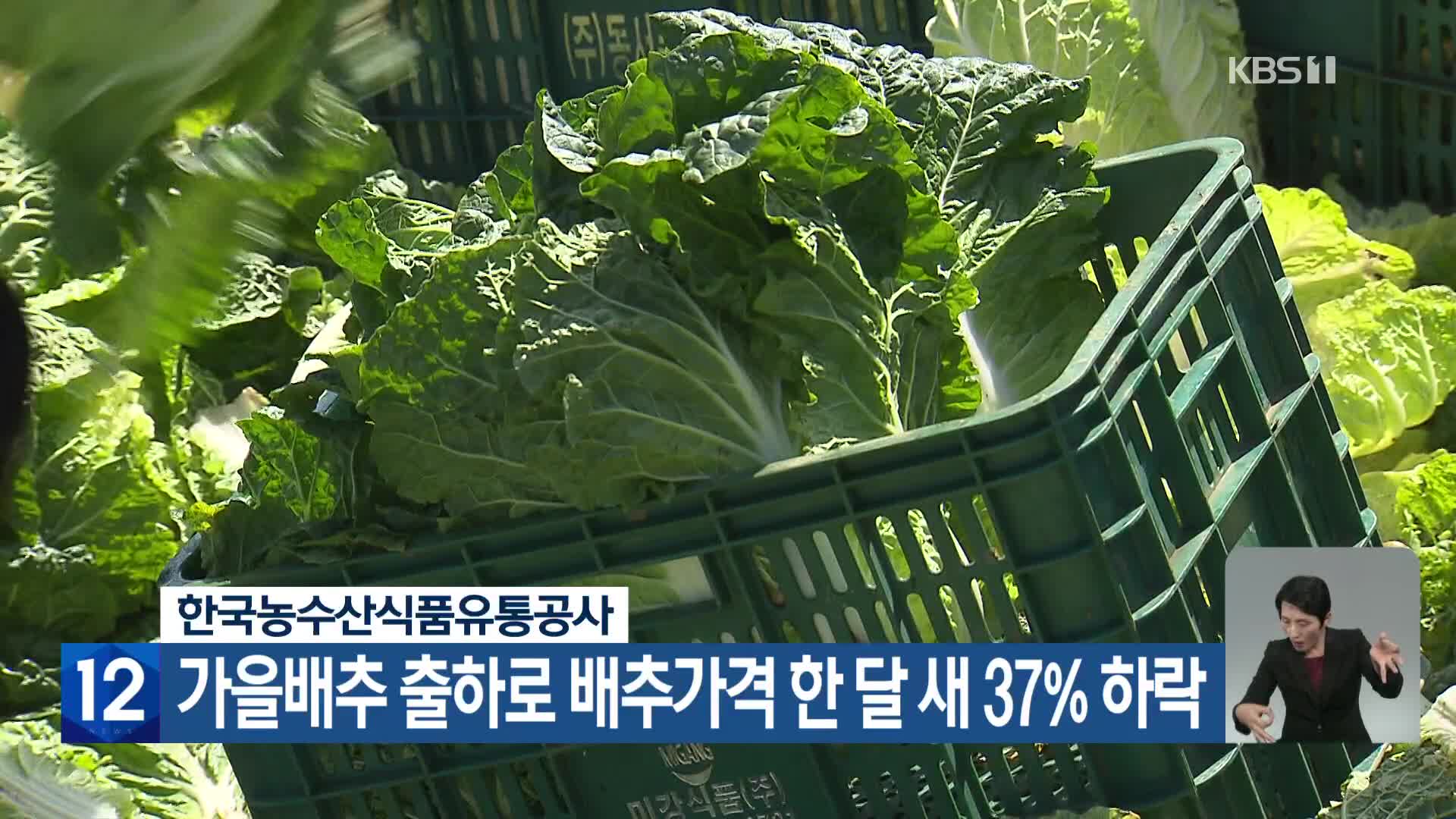 한국농수산식품유통공사, 가을배추 출하로 배추가격 한 달 새 37% 하락