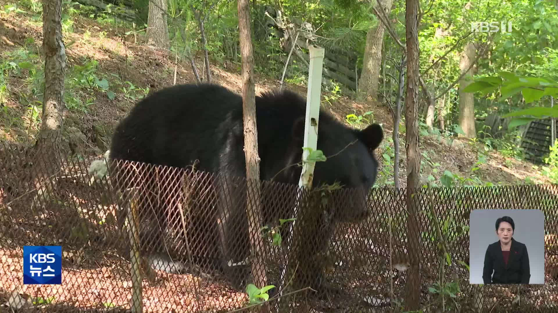 곰 사육농장 60대 부부 사망…탈출한 곰들이 공격?