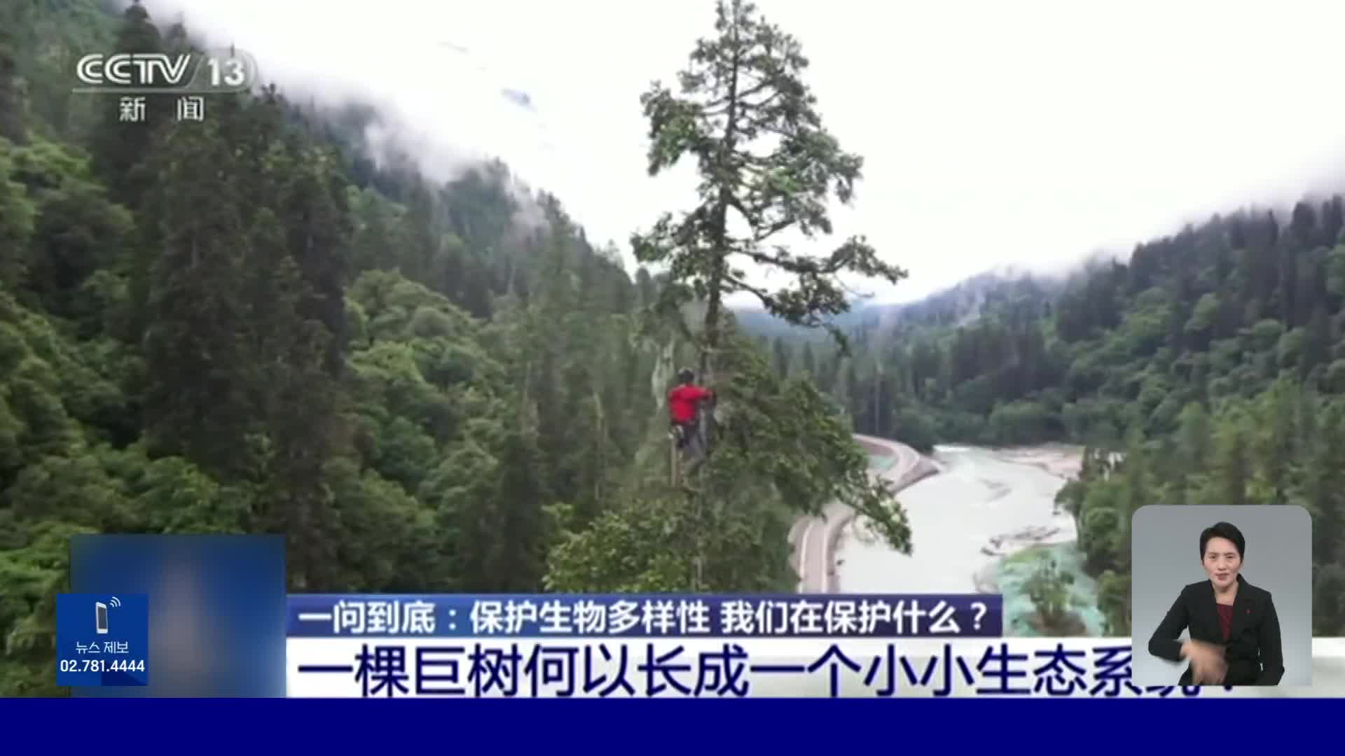 중국에서 가장 키 큰 나무의 높이는 83.4m