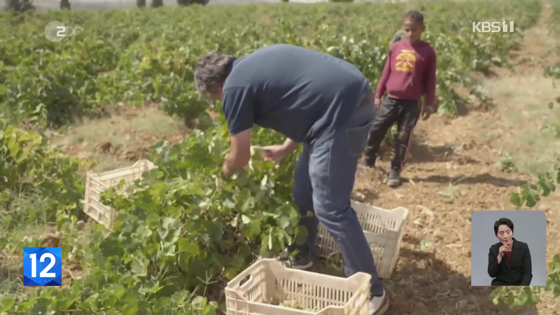 최적의 와인 생산지 레바논의 매력