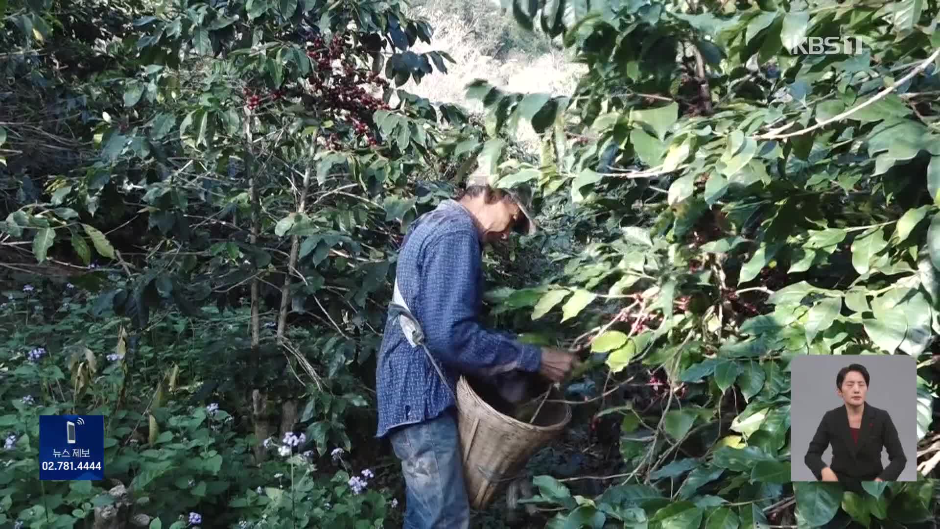 “농촌 인력 유출 때문에”…中, 커피 수확철에 인력난