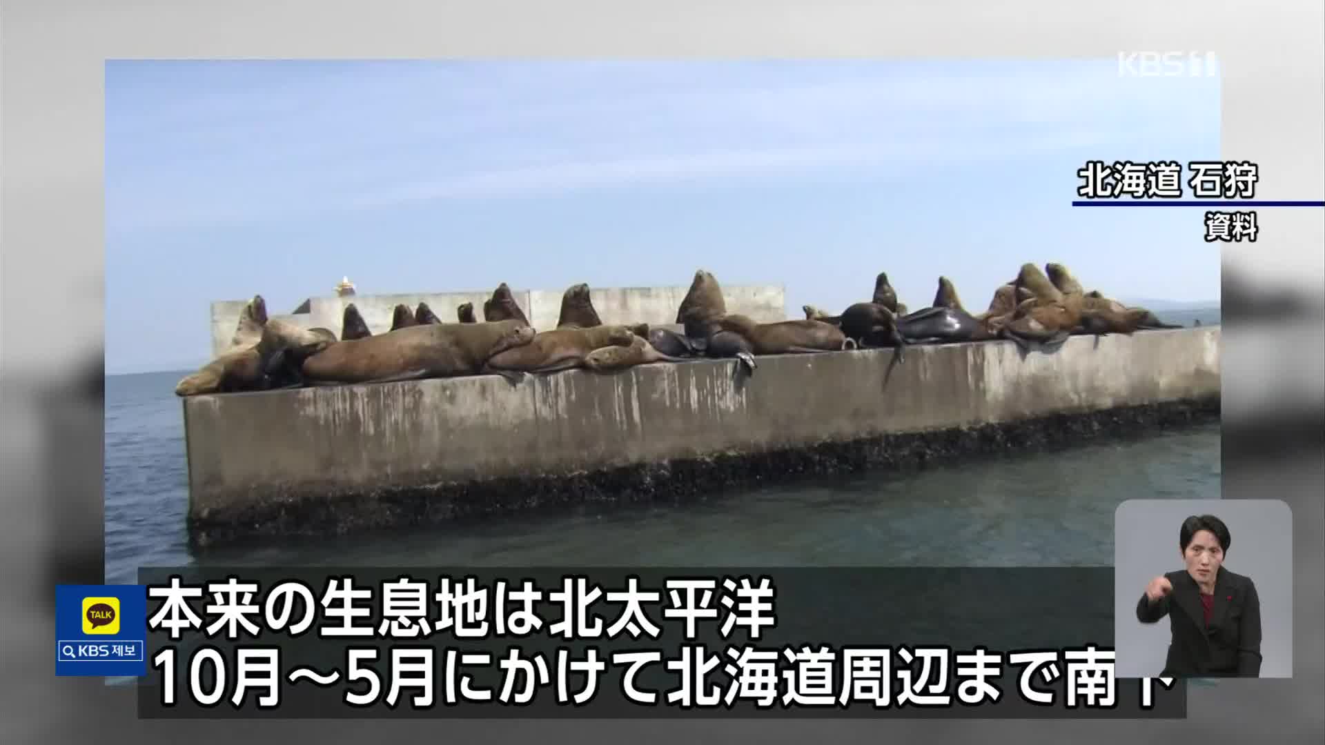 도쿄만에 나타난 바다사자…왜?