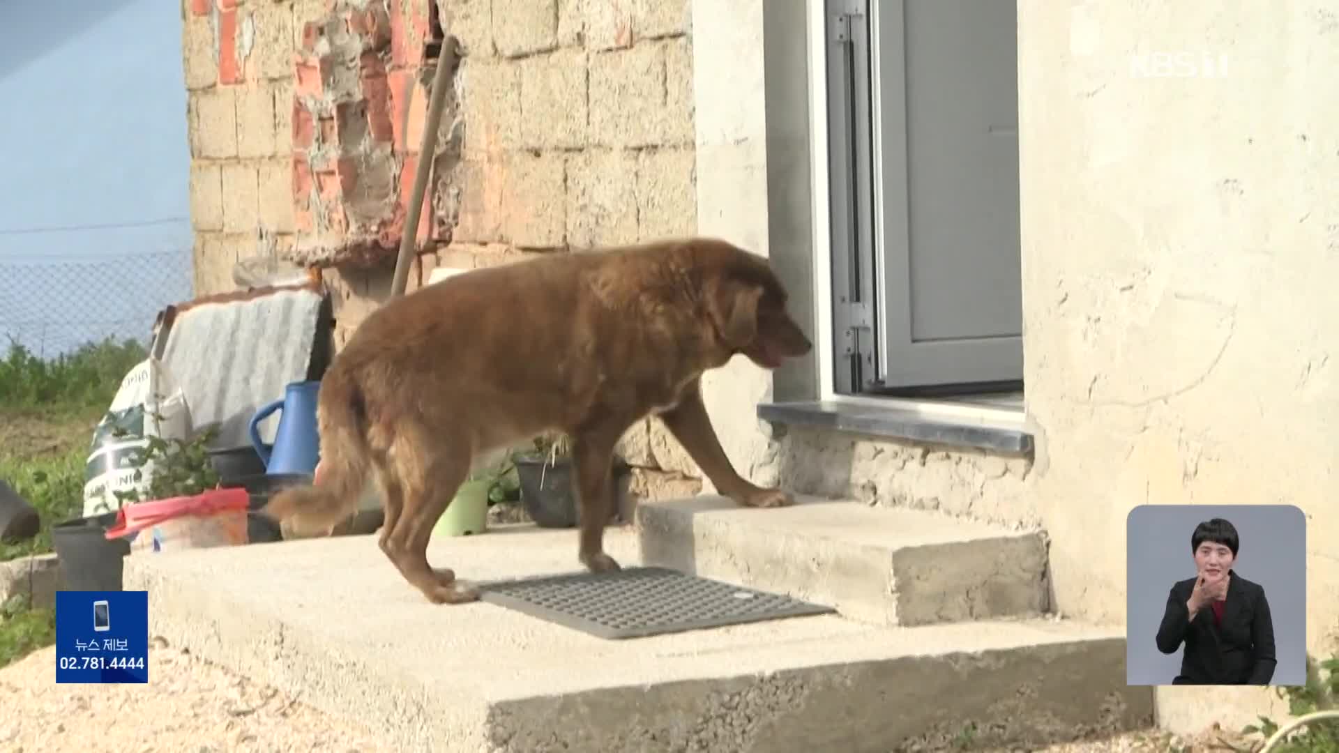 포르투갈, 만 30살로 기네스에 오른 세계 최장수견