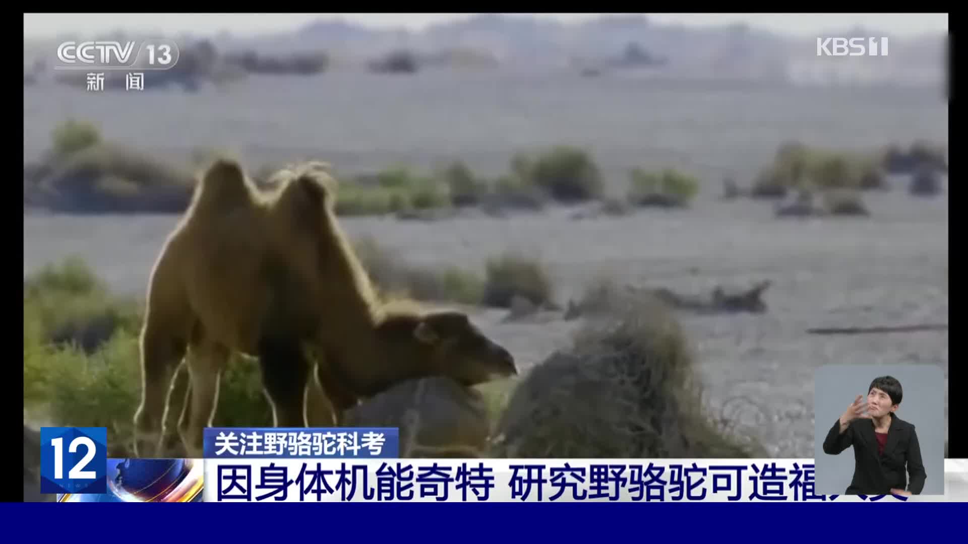 중국, 야생 쌍봉낙타의 사막 생존 비결은?