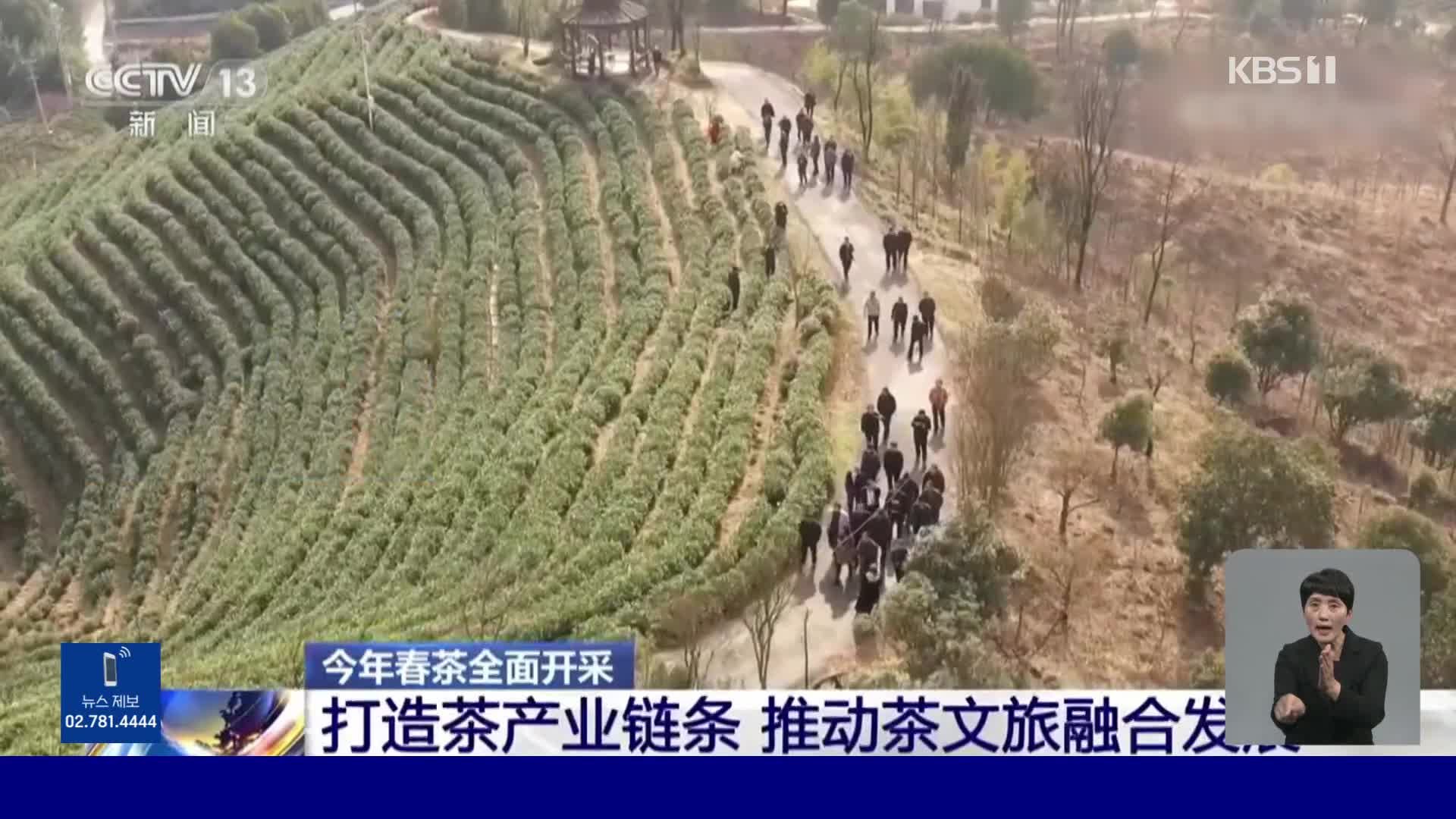 중국, 이야깃거리가 있는 차밭 관광 인기 급상승