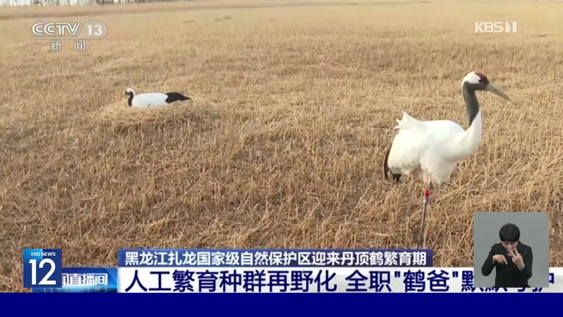 중국, 두루미 개체 수 증가 위해 번식기부터 보살핌