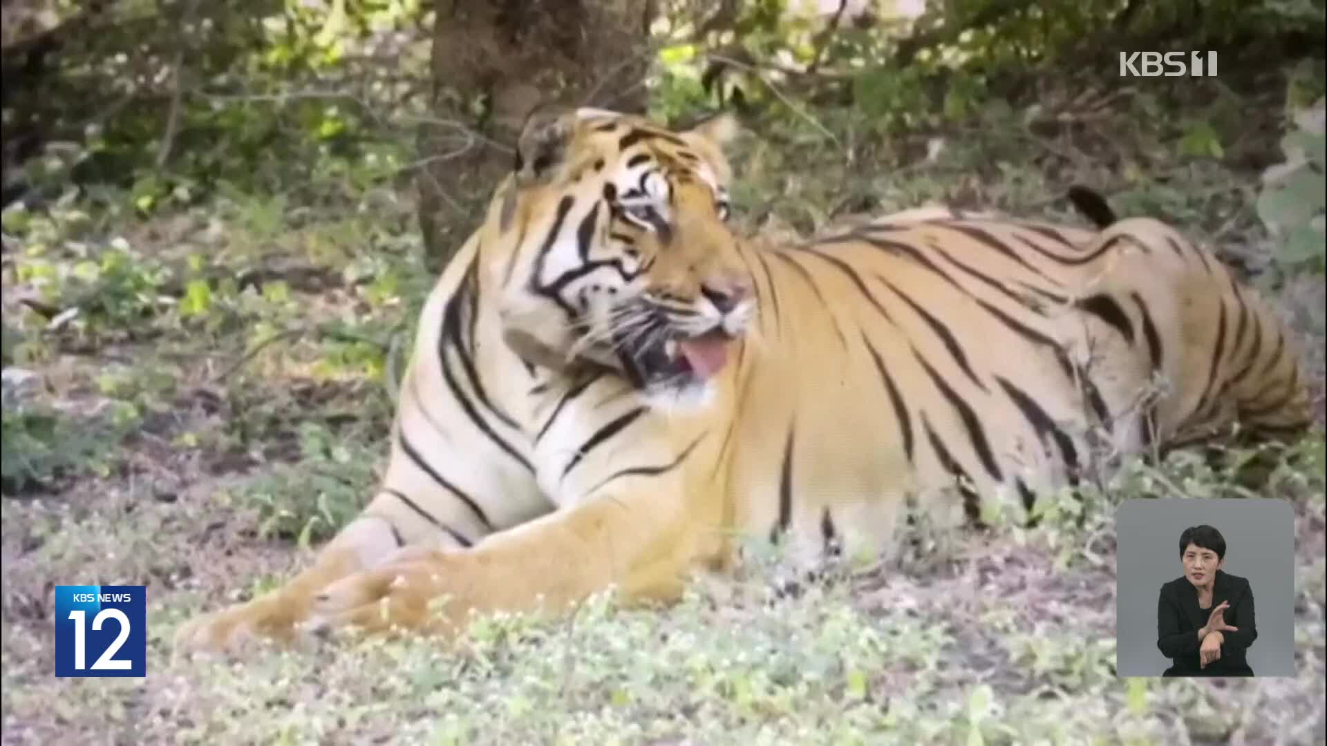 인도, 멸종위기 야생 호랑이 개체 수 증가