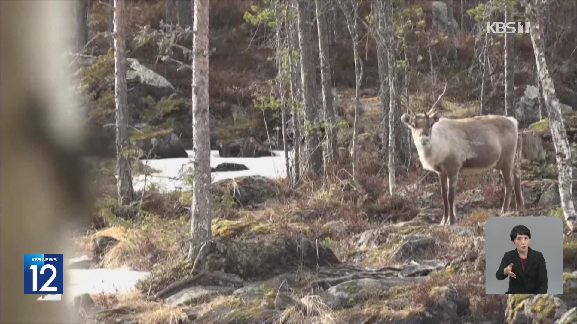 스웨덴 자연 관찰 ‘느린 TV’에 시청자 매료