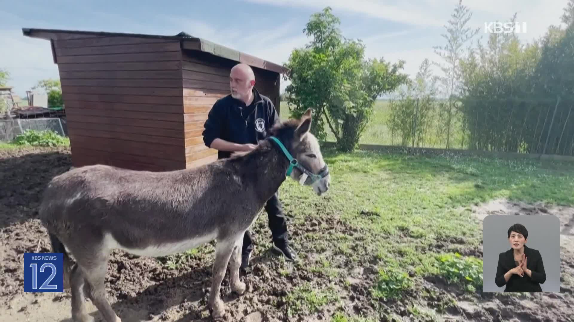 이탈리아, 최악의 홍수 속 ‘가축을 구하라’