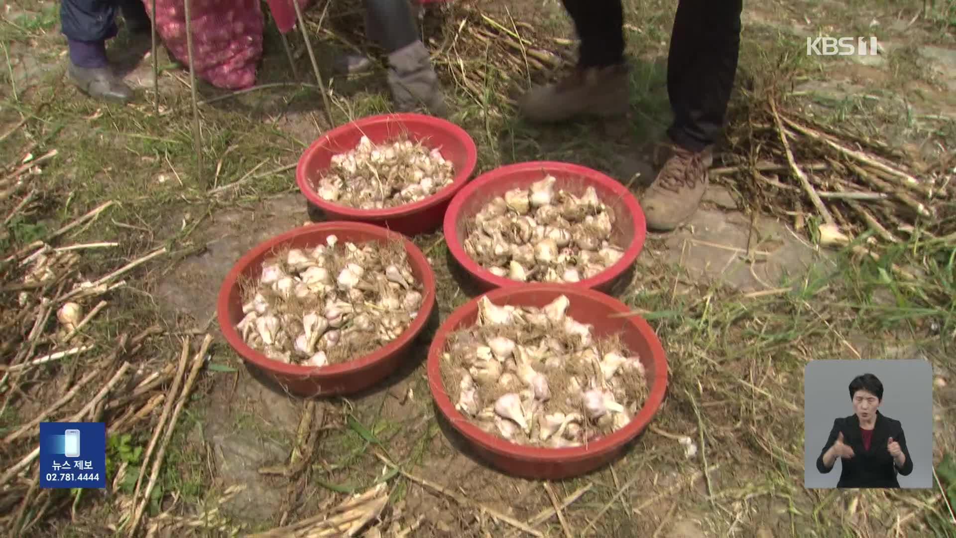 마늘값에 속 타는 농민들…농작물 절도 기승
