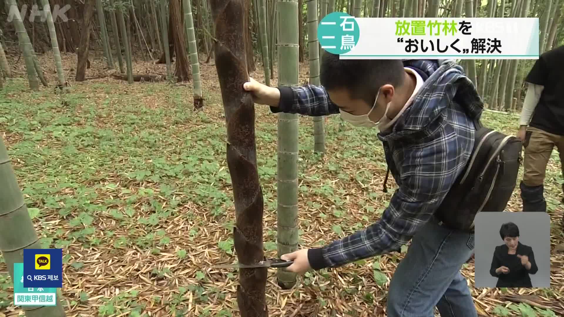 일본, 대나무 잘라 내 숲 관리하고 음식도 만들고…