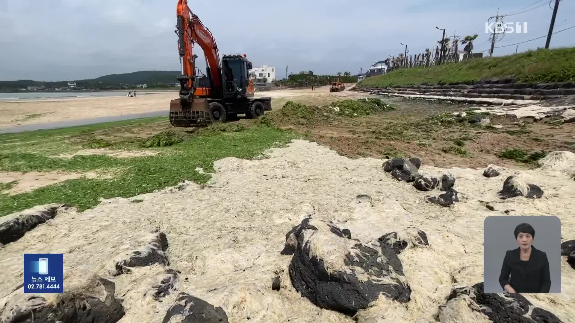 [기후는 말한다] 파래로 뒤덮인 해수욕장…인공구조물이 원인?