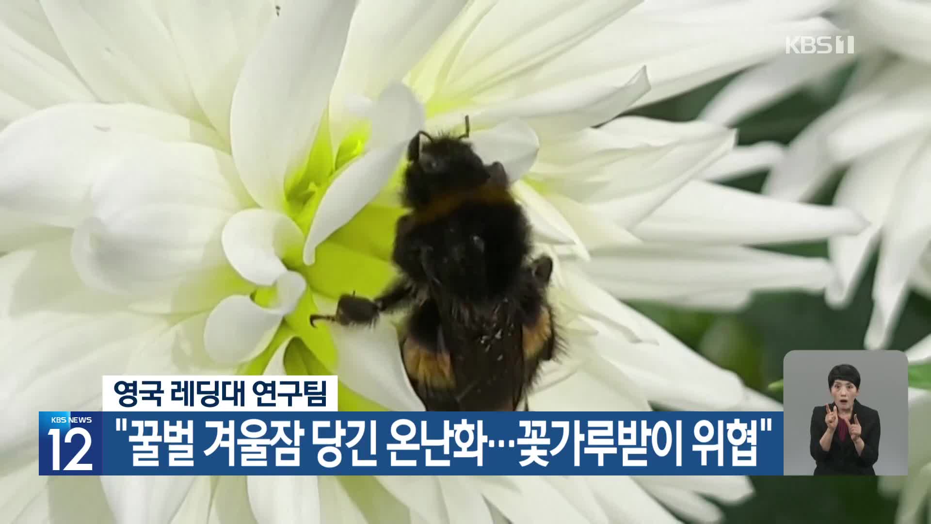 [기후는 말한다] 영국 레딩대 연구팀 “꿀벌 겨울잠 당긴 온난화…꽃가루받이 위협”