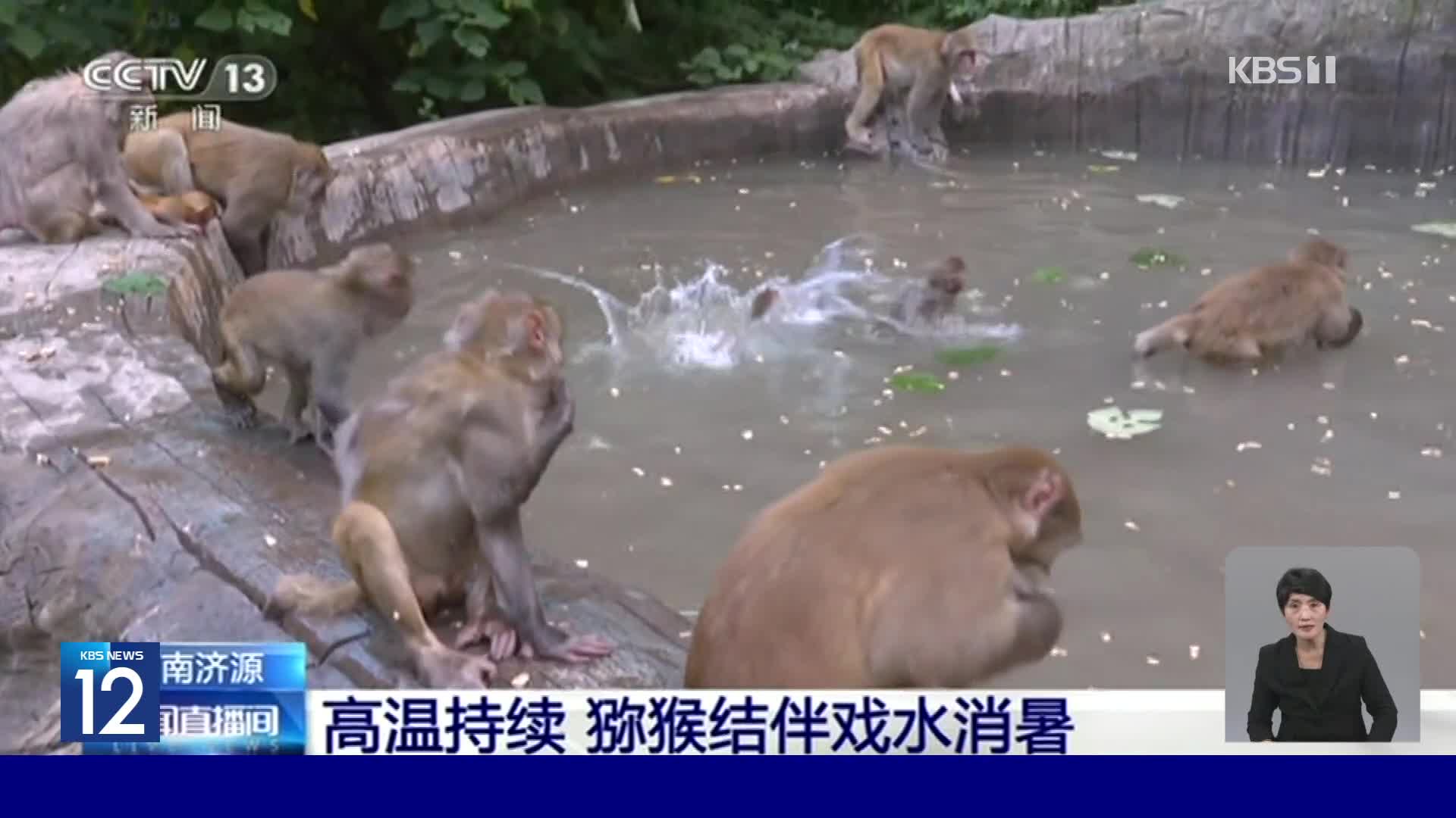 중국, 계곡서 다이빙 즐기는 원숭이 무리
