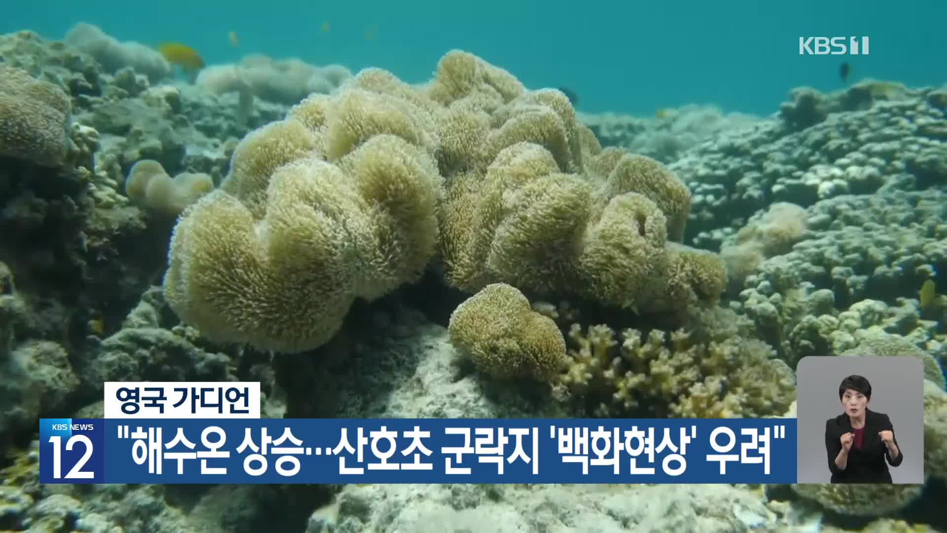 [기후는 말한다] 영국 가디언 “해수온 상승…산호초 군락지 ‘백화현상’ 우려”