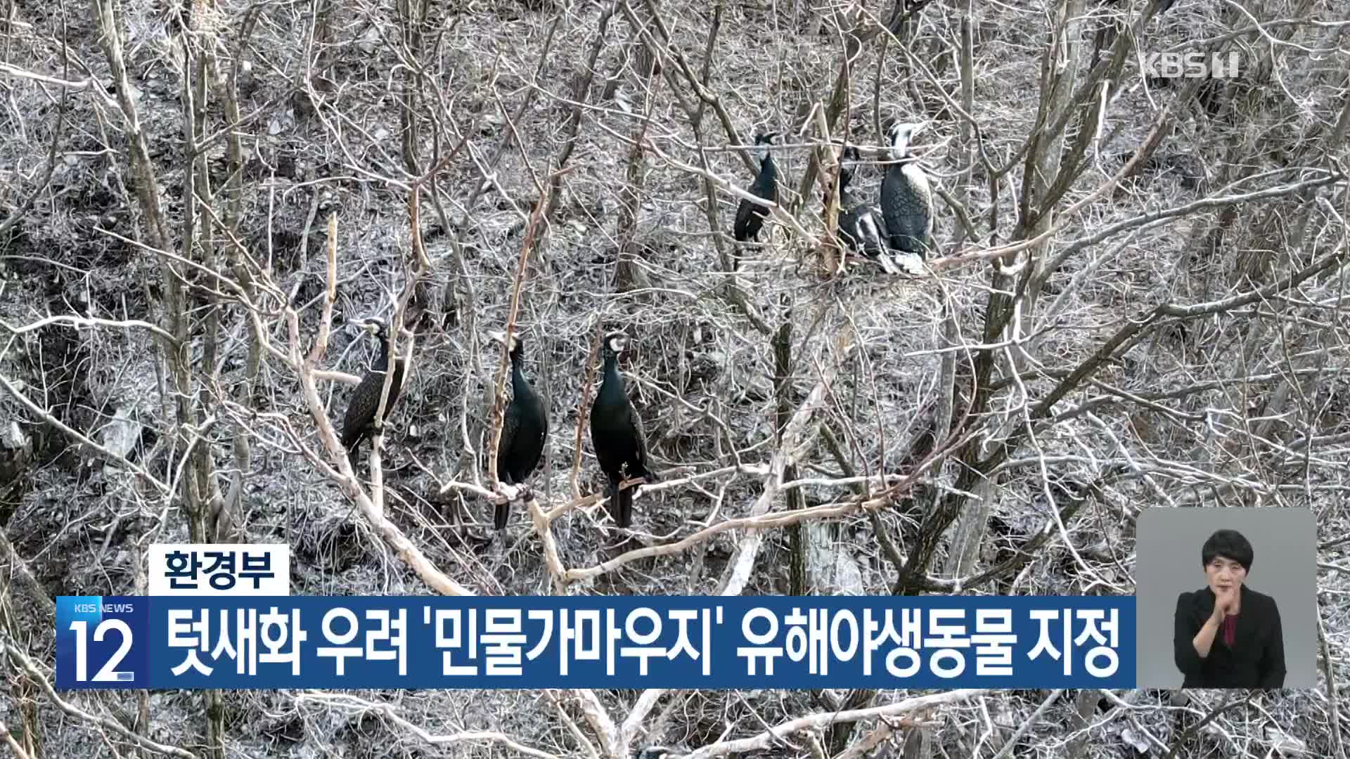 [기후는 말한다] 환경부, 텃새화 우려 ‘민물가마우지’ 유해야생동물 지정