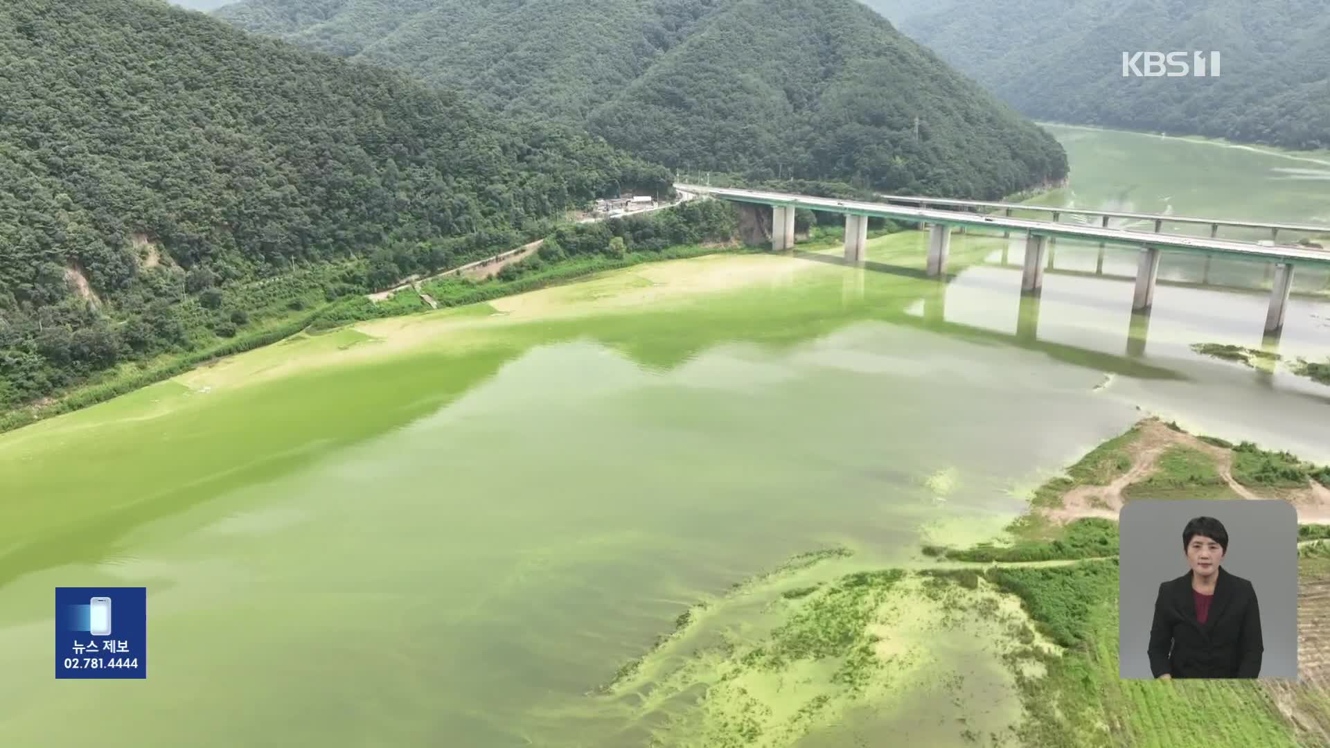 [기후는 말한다] 소양호 상류 덮은 녹조…‘폭염’ 속 수온 32도까지 올라