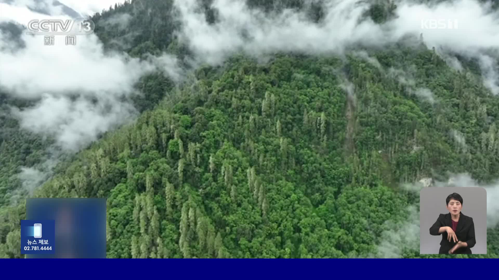 중국, 높이 101m 아시아 최대 거목 발견