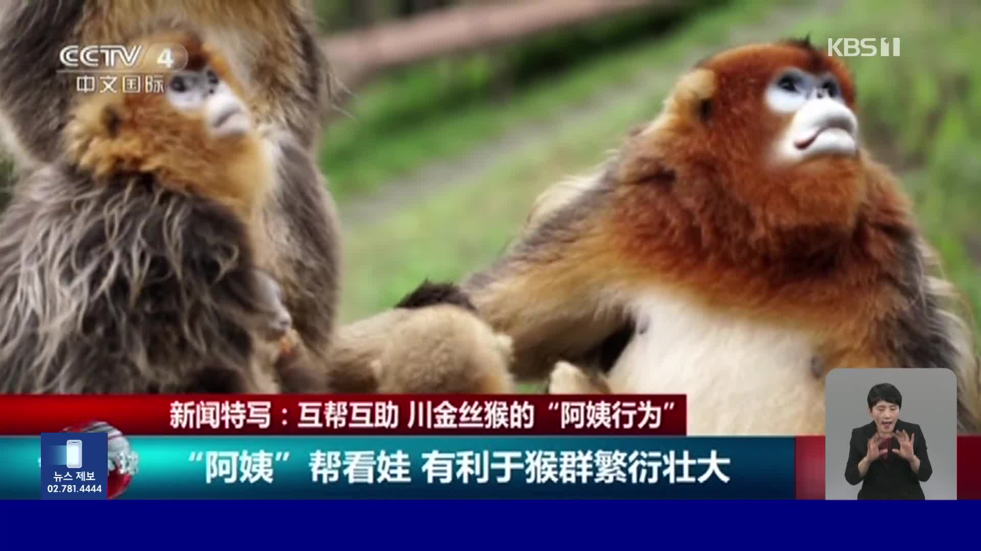 중국, 남의 새끼 돌봐 주는 ‘황금들창코원숭이’