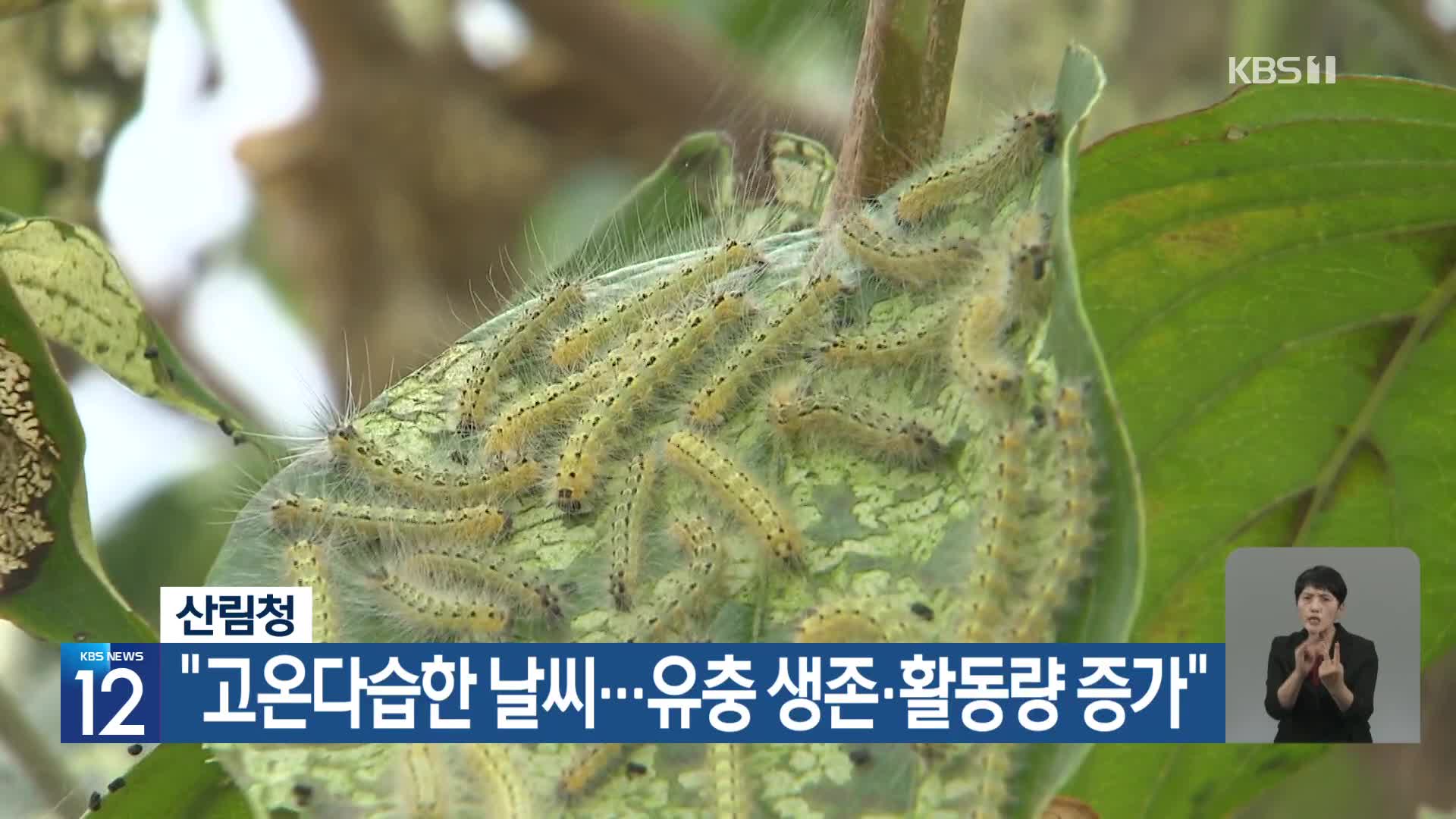 [기후는 말한다] 산림청 “고온다습한 날씨…유충 생존·활동량 증가”