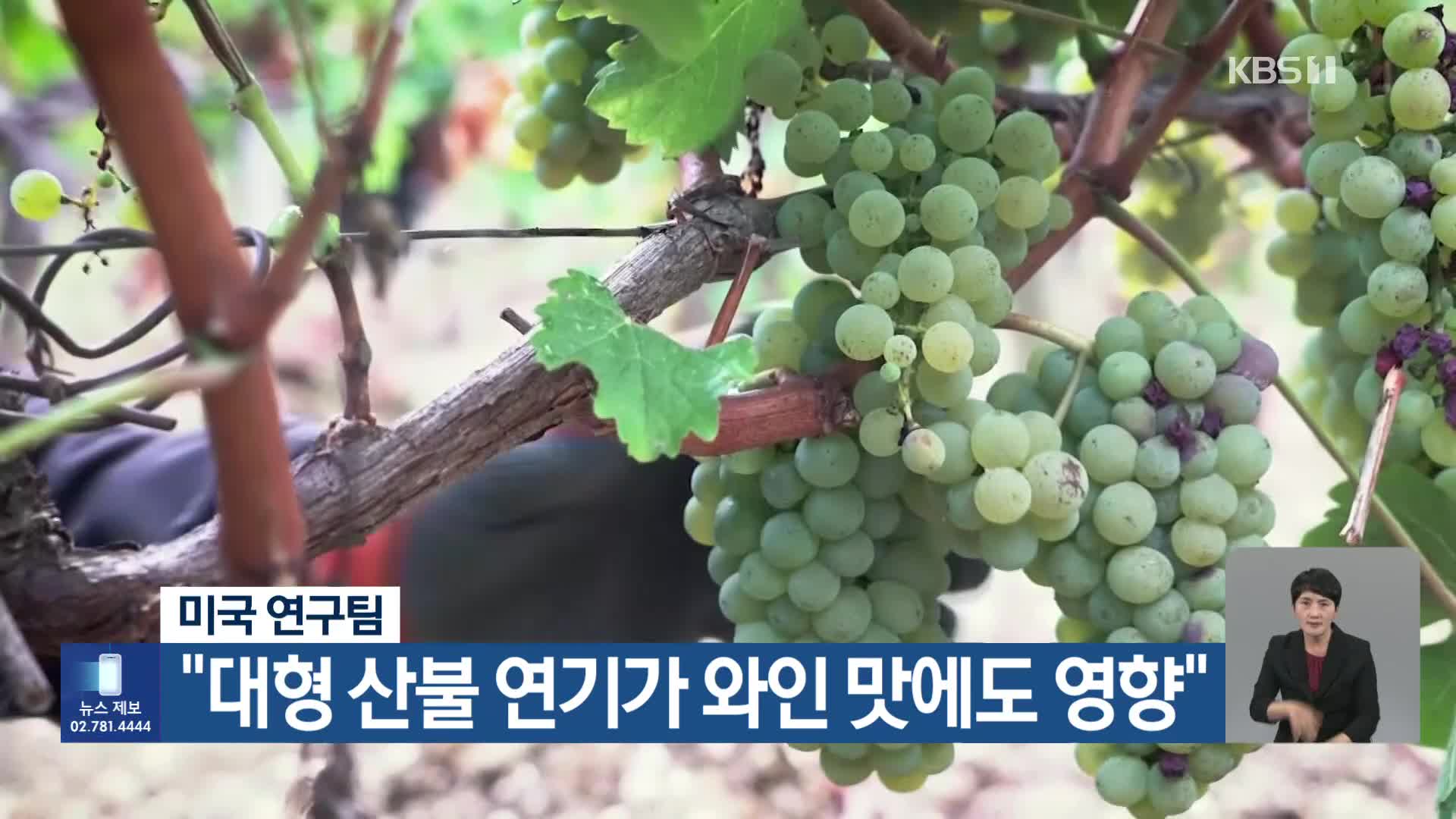 [기후는 말한다] 미국 연구팀 “대형 산불 연기가 와인 맛에도 영향”