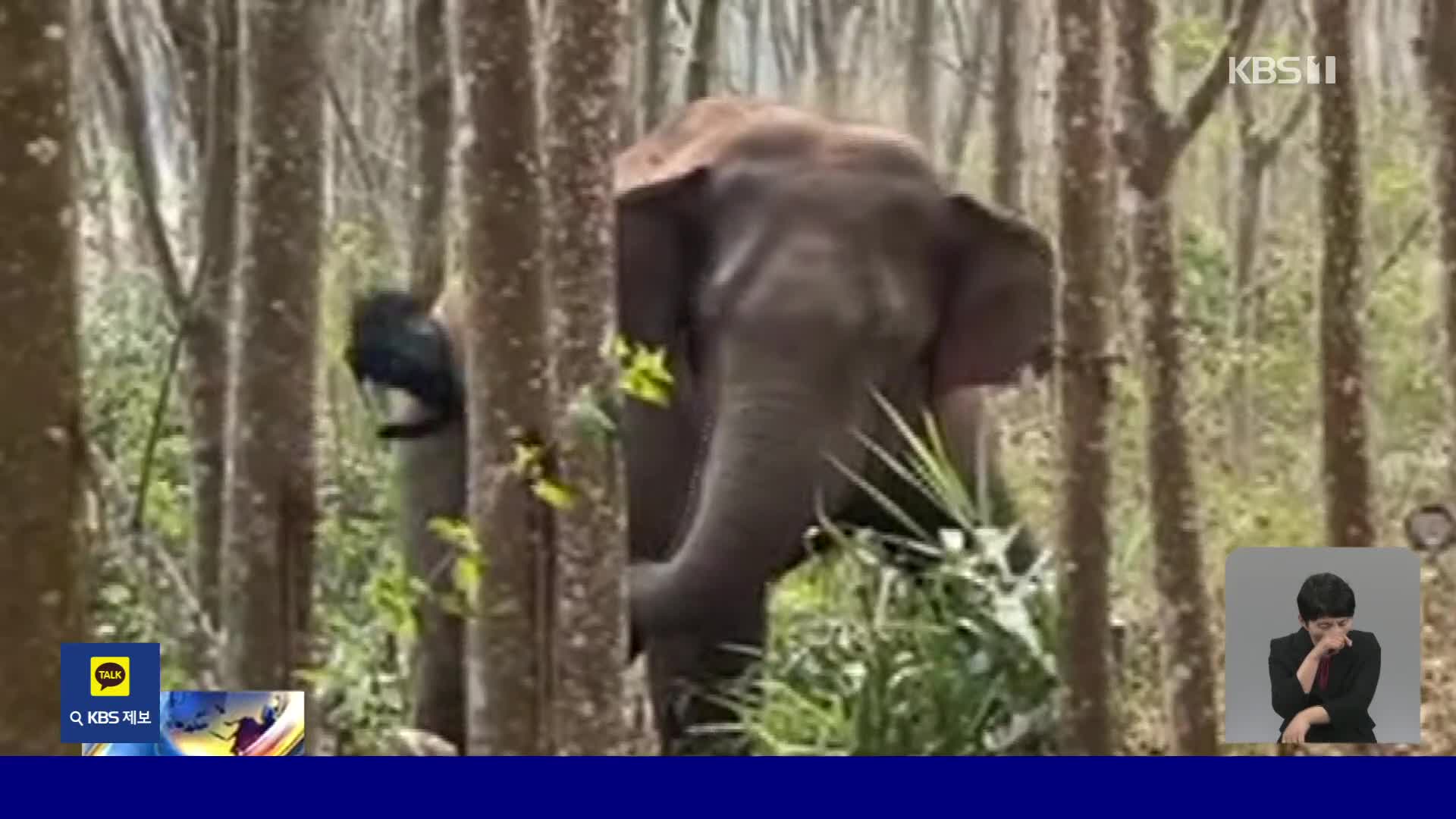 중국, 마약 가방 찾아낸 야생 코끼리