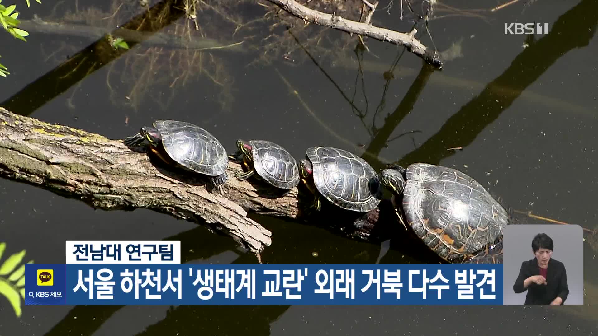 [기후는 말한다] 전남대 연구팀, 서울 하천서 ‘생태계 교란’ 외래 거북 다수 발견