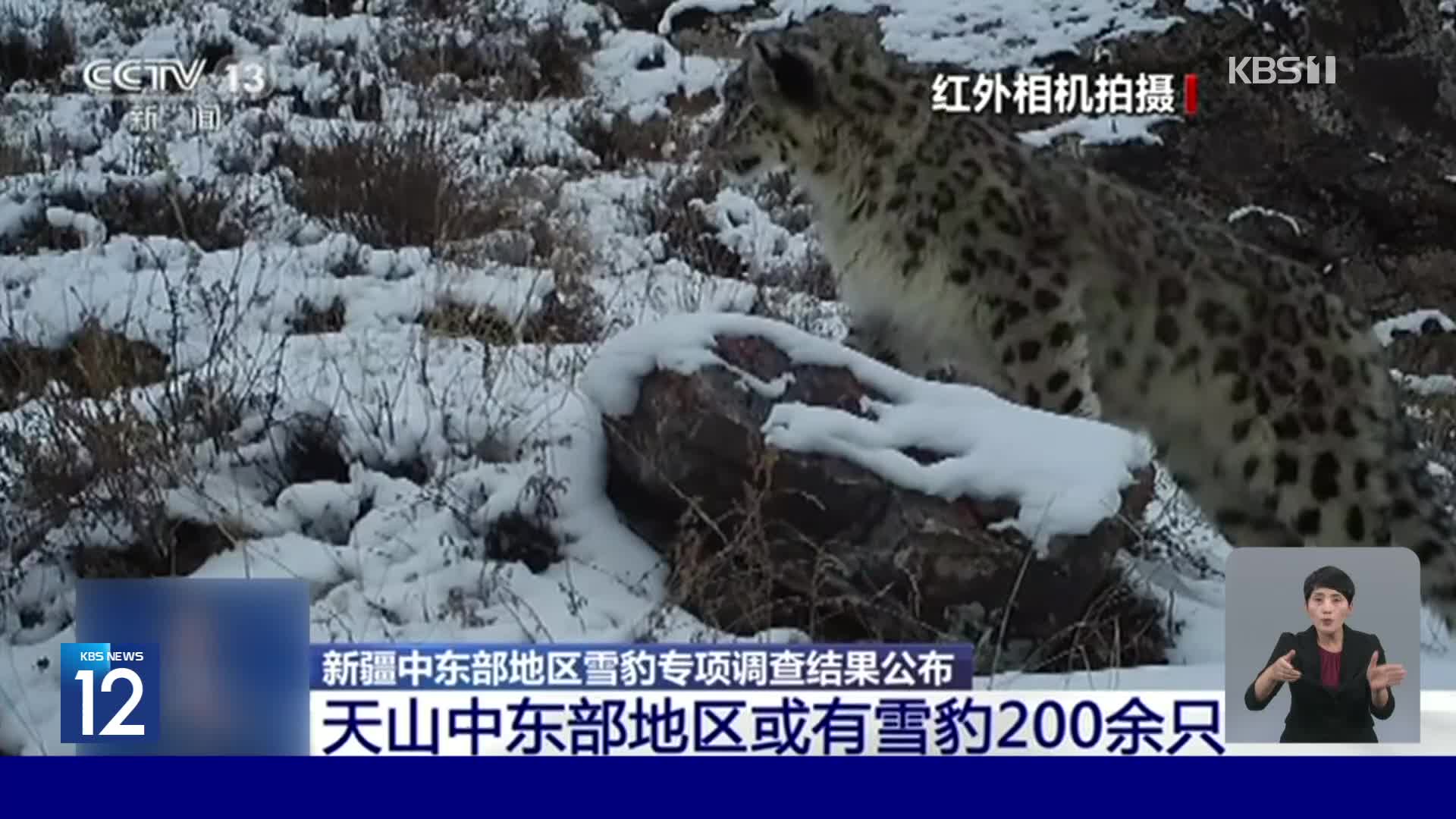 중국 신장 톈산에 눈표범 200여 마리 서식